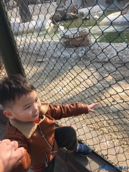 安平正辰動物園圍欄網 現貨供應 廠家定制